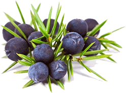 berry